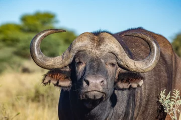 Deurstickers Buffel cape buffalo in the savannah