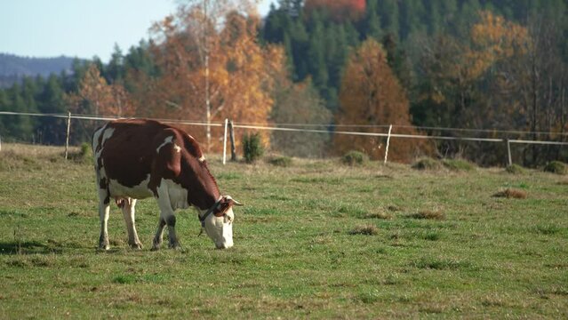 Krowa jedzaca trawe na pastwisku