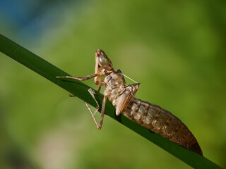 Libellenlarve Hülle