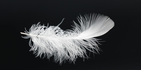 White feather on black background. Light fluffy white feathers are falling down in the dark, ...