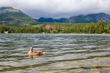 Fototapeta na wymiar Duck swimming on Štrbské Pleso in Slovakia's Tatra National Park against a backdrop of forests and mountains