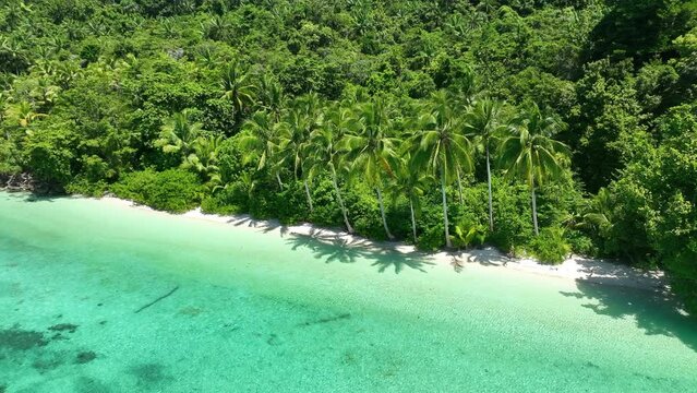 Palm trees and other lush vegetation fringes a remote beach on an idyllic island off the coast of West Papua, Indonesia. This tropical region harbors extraordinary terrestrial and marine biodiversity.