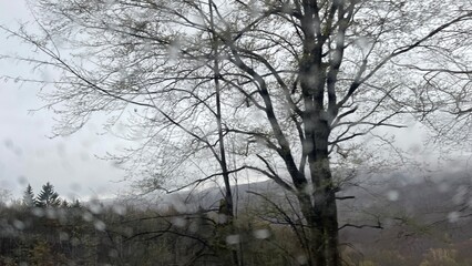 trees in the rain