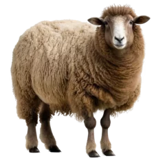 Poster brown sheep isolated on white © Tidarat
