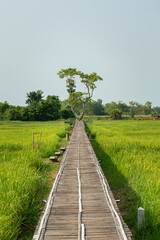 Fototapeta na wymiar Bamboo bridge walkway amoung the rice field with a tree at ahead in the blue sky day.