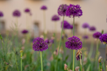 allium aflatunense blooms purple in spring