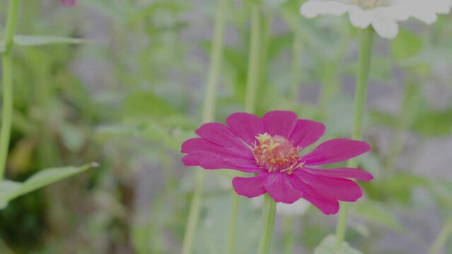 A red zinnia flower in bloom, green leaves background