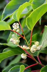 Male flowers of the kiwi fruit