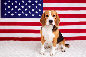 Beagle dog on the background of the American flag. Greeting card from July 4 - Independence Day....