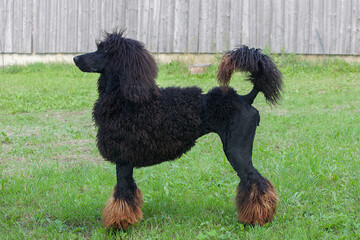 hund, poodel