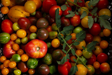 Organic heirloom tomatoes from above