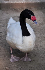 Obraz premium Black-necked swan (Cygnus melancoryphus) portrait