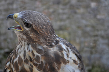 Common buzzard (Buteo buteo) portrait