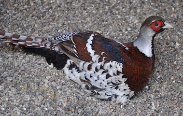 Elliot's pheasant (Syrmaticus ellioti) portrait