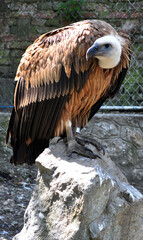 Eurasian griffon vulture (Gyps fulvus) portrait