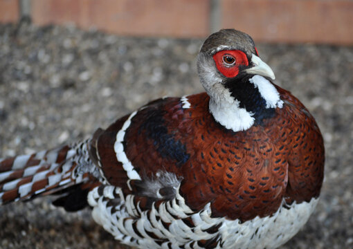 Elliot's pheasant (Syrmaticus ellioti) portrait