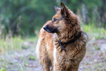 dog in the rain close-up.