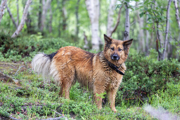 Naklejka premium wet dog in the rain, looking at the camera.