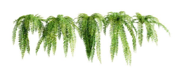 Group of Nephrolepis Biserrata plants, isolated on transparent background. 3D render.