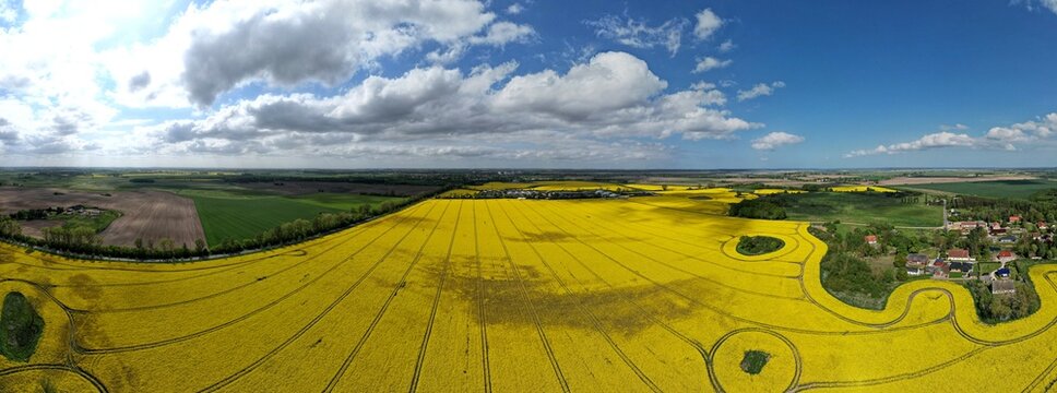 Rapsfeld, bei Anklam, Panoramabild 2023
