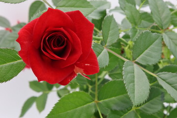 正面から見た赤いバラ