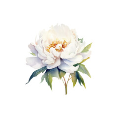 Watercolor white Peony, summer floral blossom, Generative AI, png image.