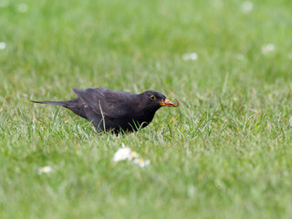 Common blackbird
