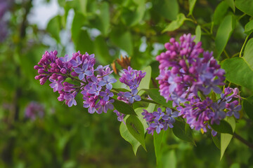 Syringa. Blooming branches of lilac close-up. Lush bloom of lilacs. Selective focus.