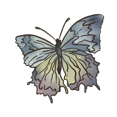 butterfly on white background