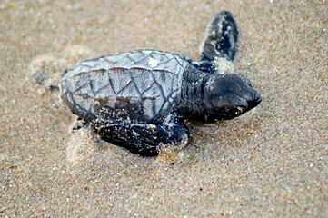 Newborn baby hawksbill sea turtle moving towards the sea