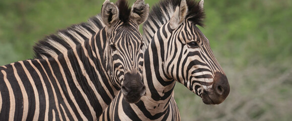 Fototapeta na wymiar Close up of Zebras from Savannah (subgenus Hippotigris)