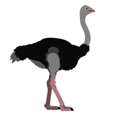 Arabian ostrich vector struthio camelus syriacus syrian ostrich or middle eastern ostrich vector image