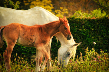En un campo verde y florido, un dulce potro se encuentra junto a su amorosa madre mientras pastan tranquilamente. La madre, guía suavemente al pequeño potro por el suave pasto. © Keygoco
