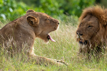 Lion, lionne, Panthera leo, Parc national du Kruger, Afrique du Sud