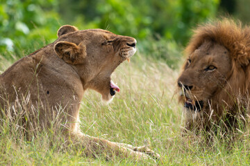 Lion, lionne, Panthera leo, Parc national du Kruger, Afrique du Sud