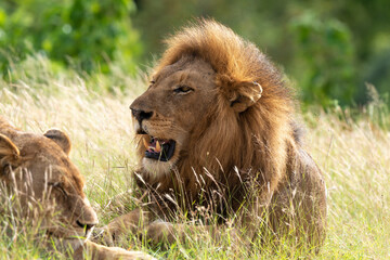Fototapeta premium Lion, lionne, Panthera leo, Parc national du Kruger, Afrique du Sud