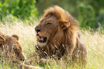 Lion, lionne, Panthera leo, Parc national du Kruger, Afrique du Sud