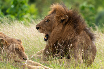 Obraz na płótnie Canvas Lion, lionne, Panthera leo, Parc national du Kruger, Afrique du Sud
