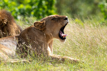 Lion, lionne, panthera leo, Parc national du Kruger, Afrique du Sud