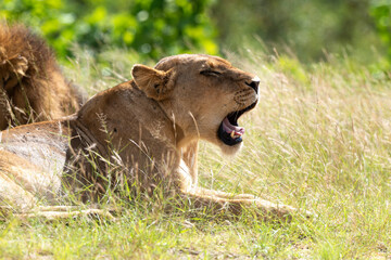 Lion, lionne, panthera leo, Parc national du Kruger, Afrique du Sud