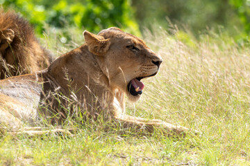Lion, lionne, panthera leo, Parc national du Kruger, Afrique du Sud