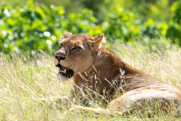Lion, lionne, panthera leo, Parc national du Kruger, Afrique du Sud