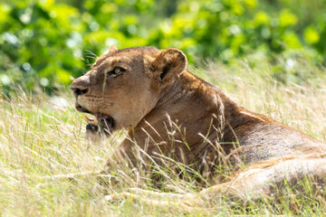 Lion, lionne, panthera leo, Parc national du Kruger, Afrique du Sud
