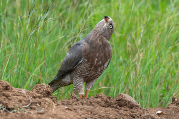 Autour à ailes grises,.Melierax poliopterus, Eastern Chanting Goshawk