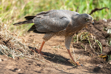 Autour à ailes grises,.Melierax poliopterus, Eastern Chanting Goshawk