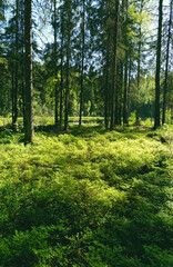 Fototapeta na wymiar Green plants and trees in summer forest, abstract natural green background. forest scenery. harmony, idyllic landscape. Magical, Fairytale woodland. wildlife, travel concept. Northern forest.