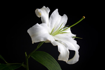 Fototapeta na wymiar White lilium flower on a black background, postcard. Used as background.