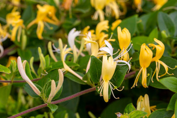Close up group of yellow and white Honeysuckle, Lonicera etrusca
