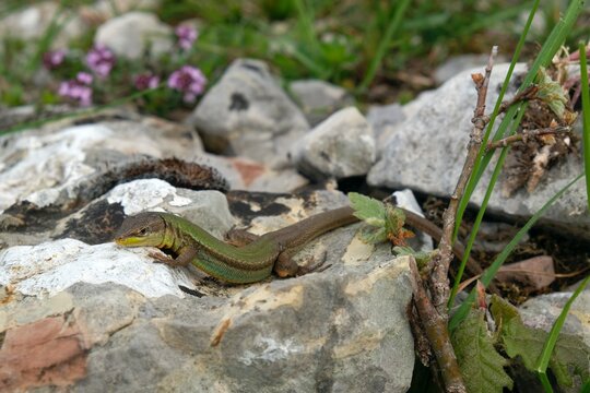 Dalmatian wall lizard (Podarcis melisellensis), reptile met in Vrmac Peninsula, Montenegro, Balkans