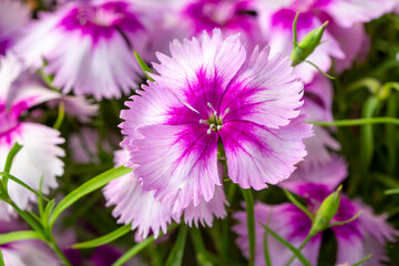Pink purple carnation variety. Scientific name; Dianthus chinensis